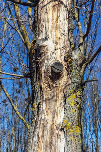 Lkbaharda Kabuğu Soyulmuş Dalları Kesilmiş Bir Dişbudak Ağacı Gövdesi Telifsiz Stok Imajlar