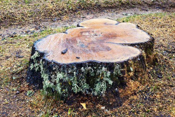 Freshly Cut Tree Stump Covered Moss Meadow Early Spring Stock Picture