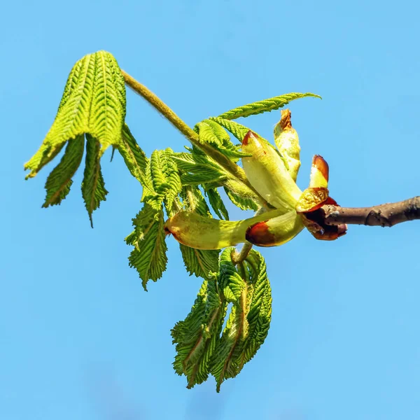spring chestnut branch with new leaves against clear blue sky close up