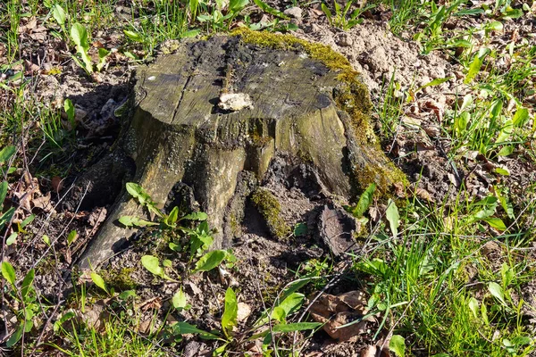 Old Tree Stump Moss Meadow Grasses Sunlight Spring — Stock Photo, Image