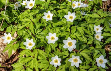 Anemone Sylvestris güneşli bir günde bahar ormanında açan beyaz çiçekler.