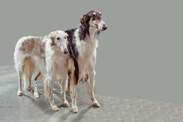 Gri arka planda uzun saçlı iki büyük İran Saluki köpeği.