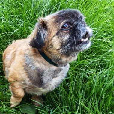 Kahverengi Pekin köpeği baharda yeşil çimlerde oturur ve havlar.