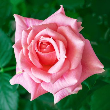 Bahar ışığı pembe gülü, bulanık yeşil yaprak arka planına yakın.