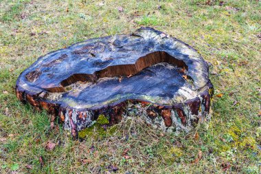 Doğada, gün boyunca düşen iğnelerle kararmış bir çam kökü.