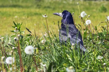 Güneşli bir günde çiçek açan karahindibaların arasında, arka planda bulanık bir kara karga.