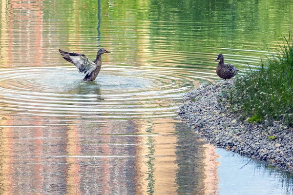 Dois Patos Selvagens Lago Início Manhã Com Reflexos Água — Fotografia de Stock