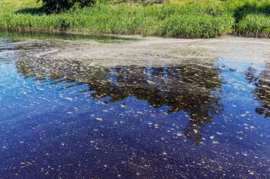 İlkbaharda, bitki polenleri ve çiçekler güneşli bir günde, kıyı boyunca nehrin su yüzeyinde yüzerler.
