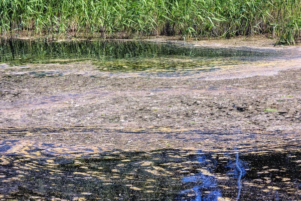 강가에서 봄철에는 꽃가루와 이화창 반사되어 표면에 떠다닌다 — 스톡 사진