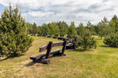 Yaz boyunca, ağaçtan yapılmış ahşap banklar, arka planda gökyüzü olan çam ağaçlarının arasında, parkta bulunurdu.