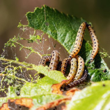 Elma ağaçlarındaki elmalı örümcek ağı, güneşli bir günde yazın yapraklarını kemiren larvalar.
