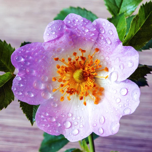 Yağmur Damlaları Yaprakları Olan Pembe Gül Çiçeği Kapalı Bulanık Arkaplan — Stok fotoğraf
