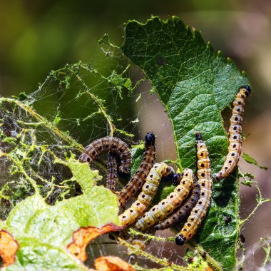 Elma ağaçlarındaki elmalı örümcek ağı ve güneşli bir günde yaprakları açgözlülükle kemiren larvalar.