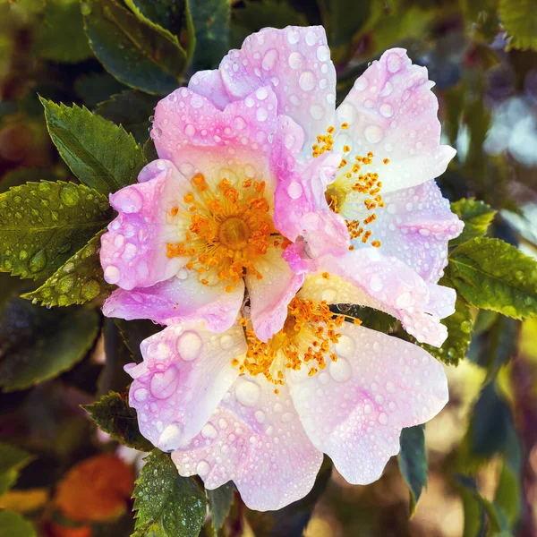 Rosehip Pembe Çiçekleri Yağmur Damlaları Yapraklarla Açar Yakın Plan Bulanıklaşır — Stok fotoğraf
