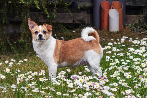 White-brown crossbreed puppy summer standing in the yard among white flowers