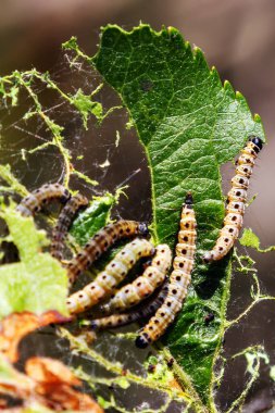 Elma ağaçlarında elma örümcek ağı, yazın güneşli bir günde yaprak kemiren solucanlar.