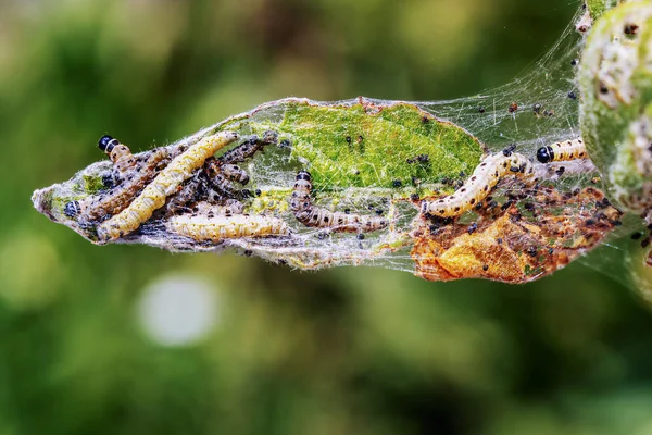 stock image An apple spider web on apple leaves in the summer and many other pests on a sunny day