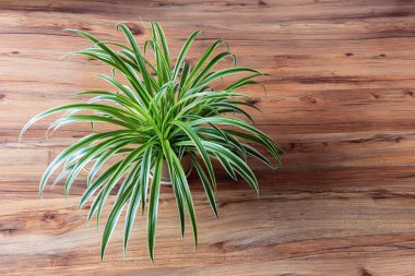 Klorophytum komosum. Çam ağacının üst manzarasında güzel bir bitki.