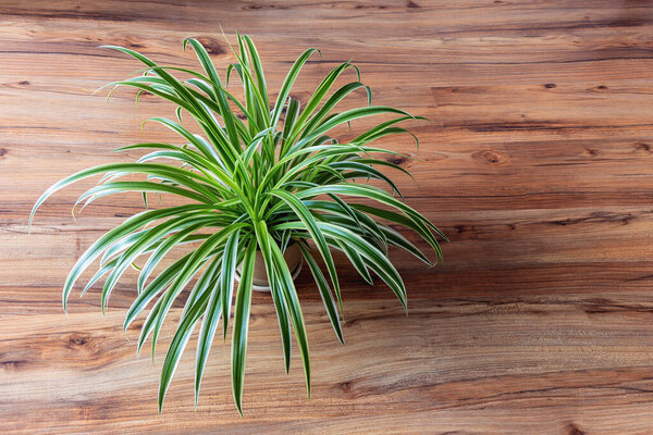Chlorophytum comosum beautiful plant in room on pine floor top view