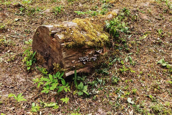 Ένα Γέρικο Σάπιο Κούτσουρο Στο Δάσος Κατάφυτο Βρύα Και Λειχήνες — Φωτογραφία Αρχείου