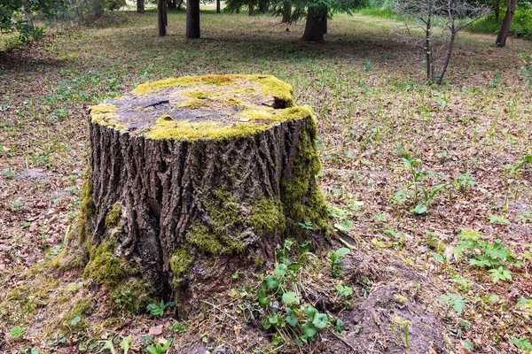 公園の晴れた夏の日に苔で覆われた松の木の古い切り株 — ストック写真