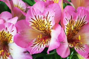 Yaz mevsiminde Astroemeria çiçeği, yapraklarıyla birlikte pembe çiçekler açar.