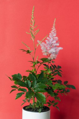 Astilbe bitkisine ayrıca sahte keçi sakalı da denir turuncu arka planda beyaz bir tencerede çiçek açan