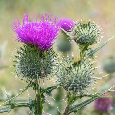 Cirsium vulgare yazın bahçedeki bir çayırda açar. Tek bir çiçek, bulanık bir arka plan.