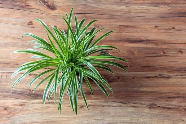 Chlorophytum Comosum Krásná Rostlina Místnosti Borovém Povrchu Podlahy Horní Pohled Stock Fotografie
