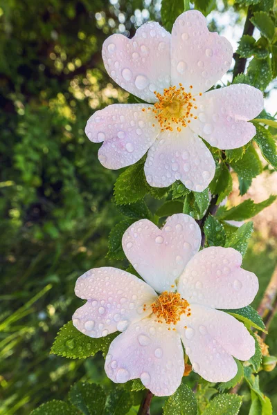 Taç Yaprağı Yağmur Damlası Yapraklı Pembe Çiçek Kapalı Bulanık Arkaplan — Stok fotoğraf