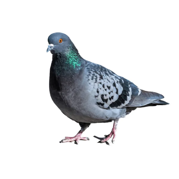 One Pigeon Walking Search Food Sunny Spring Day White Background — Stock Photo, Image