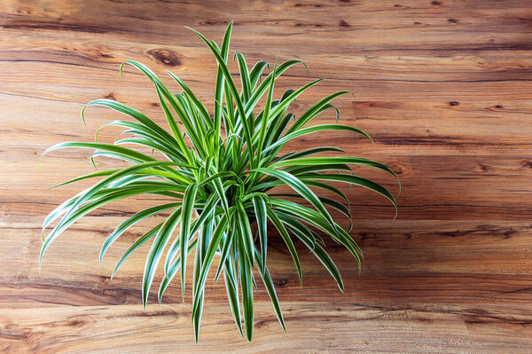 Chlorophytum comosum beautiful plant in room in daylight on pine floor top view