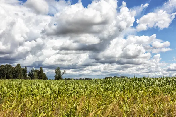 Himmel Mit Großen Weißen Wolken Über Einem Maisfeld Einem Sommertag — Stockfoto