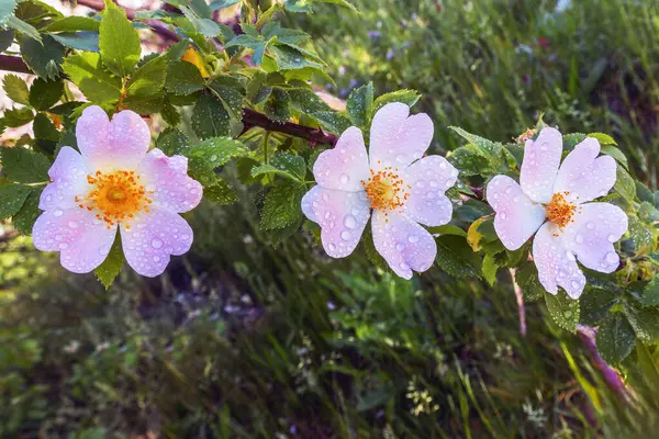 Hagebuttenrosa Blühende Blume Mit Drei Blütenblättern Und Mit Regentropfen Und — Stockfoto