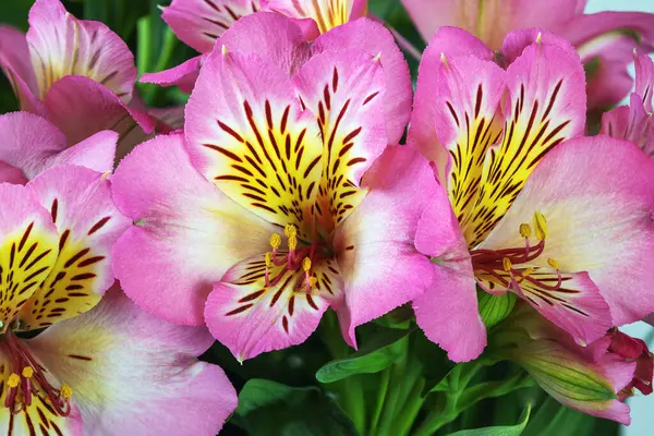 Квіти Альстромерії Квітучі Рожеві Листям Крупним Планом — стокове фото