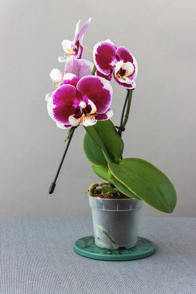 Phalaenopsis Orchid Seedling Blooming Flowers Holder Gray Background — Stock Photo, Image