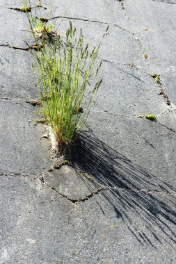 Güneşli bir bahar günü, çeşitli otlar nehir yamacındaki eski kiremitlerin çatlaklarına tutundu.