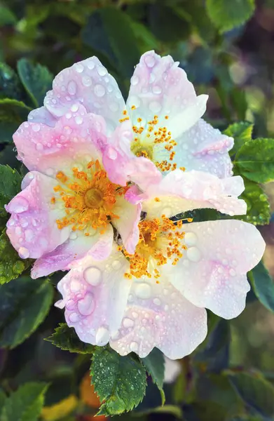 Yazın Başında Açan Pembe Gül Çiçekleri Yağmur Damlaları Yapraklar Yakın — Stok fotoğraf