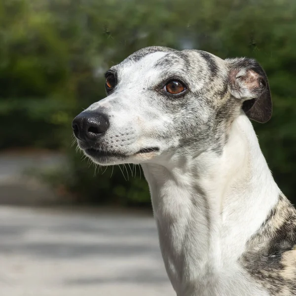 Dog Whippet - Güneşli bir yaz gününde, arka planda bulanık bir İngiliz tazısı portresi