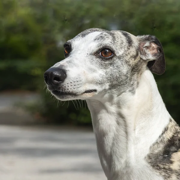 Dog Whippet Anglický Greyhound Portrét Přírodě Slunečného Letního Dne Rozmazané Royalty Free Stock Fotografie