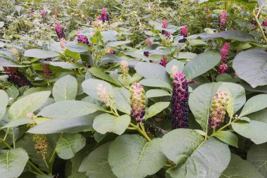 Phytolacca Americana, Amerikan su teresi, sonbaharın başlarında parkta çiçek açmaya başlar.