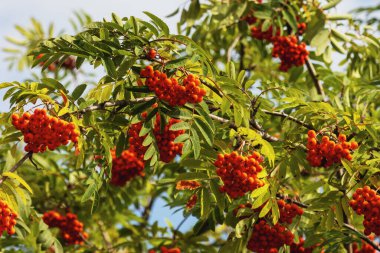 Sonbaharda güneşli bir günde yapraklarla dallara asılmış bir sürü yabanmersini.