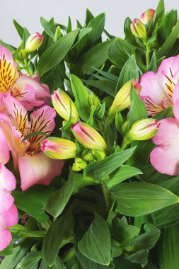 Tomurcuklu Alstroemeria çiçeği ve yakın yapraklı pembe çiçekler.