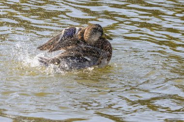 Yazın, bir vahşi kahverengi ördek gölün suyuna sıçrar.