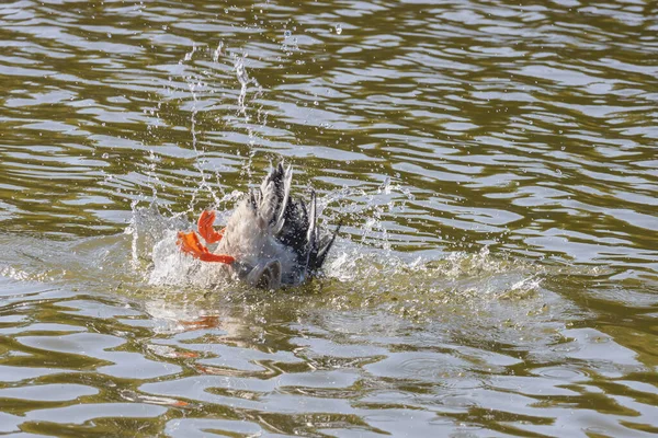 Pato Selvagem Meio Submerso Água Cabeça Para Baixo Procura Comida — Fotografia de Stock