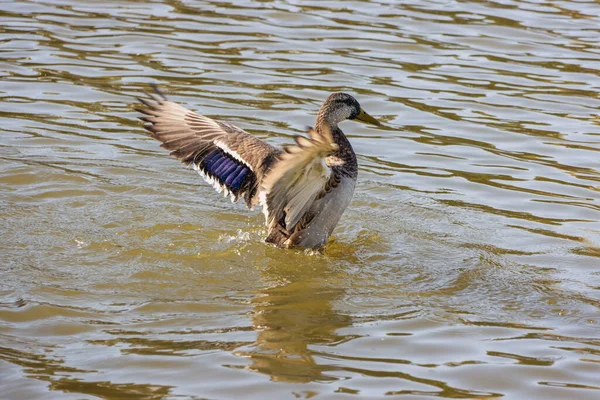 Verão Pato Marrom Selvagem Bate Suas Asas Lago — Fotografia de Stock