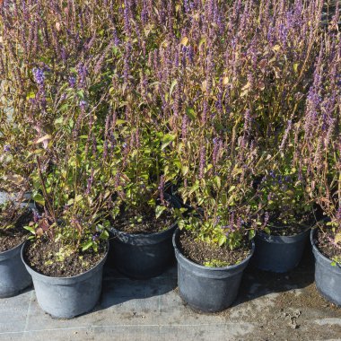 Sonbaharda, Aniseed hyssop veya Agastache foeniculum fideleri açık havada satılır.