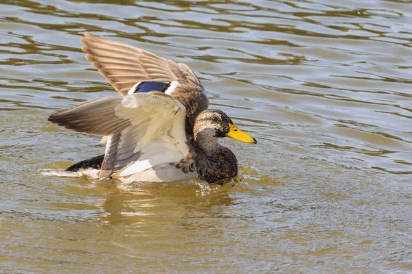 In the summer, one wild brown duck went down to the lake to swim