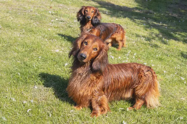 In the summer, two Irish setter puppies are standing wet after swimming in a meadow on a sunny day