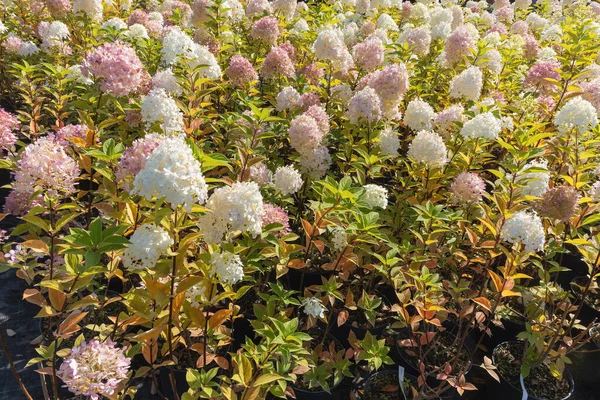 Hortensia Paniculata Kvetoucí Sazenice Květináčích Podzim Pro Venkovní Prodej Stock Obrázky
